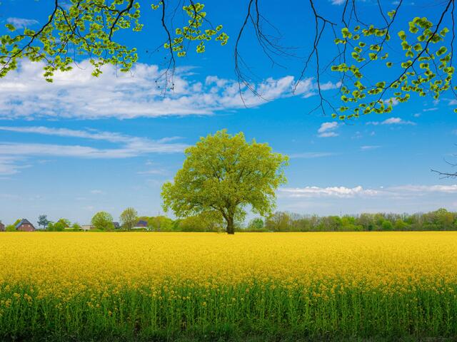 Early Summer0
